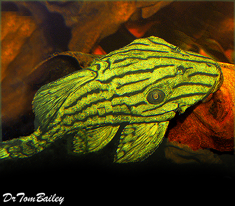 Premium WILD, Royal Pleco
