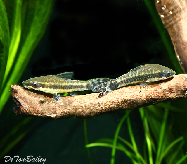 Premium Otocinclus Algae Eater