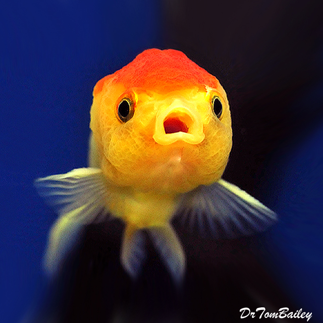 Premium Red &amp; White Lionhead Goldfish