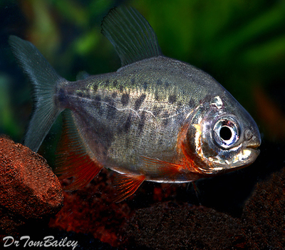 Premium Red Belly Pacu, grows to be very Large, on SALE