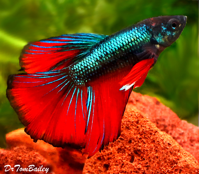 Premium MALE Rare Unique Assorted Halfmoon Betta Fish