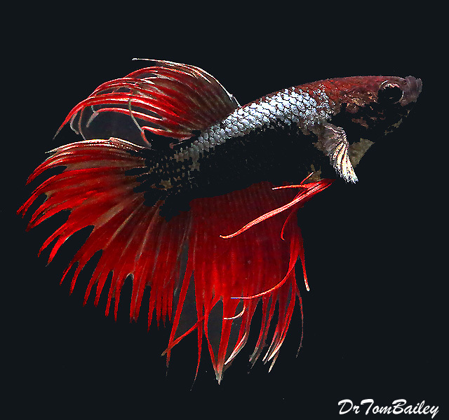 Premium MALE Unique Crowntail Betta Fish