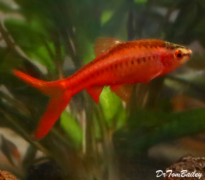 Premium Veiltail Cherry Barb, Nano Fish