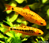 Premium Gold Barb, on SALE