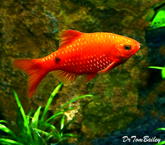Premium Neon Rosy Barb, Pethia conchonius