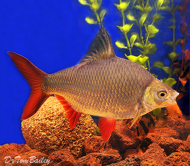 Premium Tinfoil Barb
