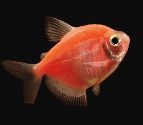 Premium Moonrise Very-Pink GloFish Tetra- SALE