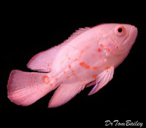 Premium Rare Albino Veiltail Oscar