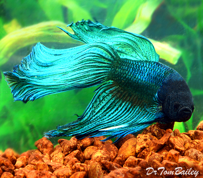 Premium MALE Blue-Green Betta Fish