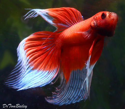 Premium MALE Butterfly Betta Fish