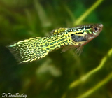 Premium MALE Cobra Endler&#39;s Livebearer, Nano Fish