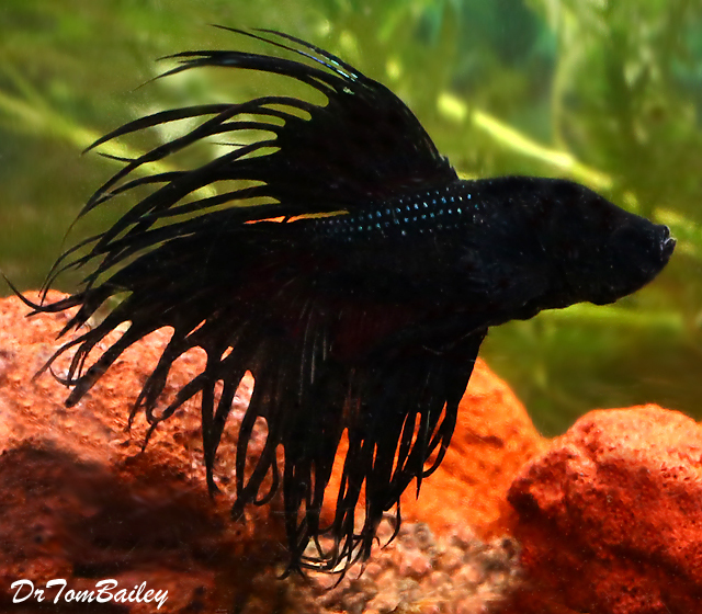 Premium MALE, Rare, Black Smoke Crowntail Betta