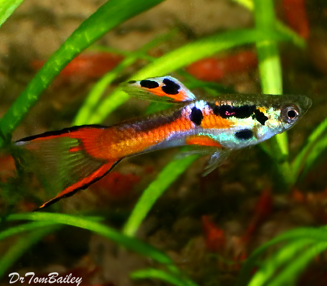 Premium MALE Assorted Endler&#39;s Livebearer, Nano Fish