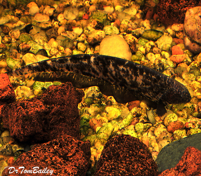 Premium New and Rare, WILD Marble Granite Knifefish