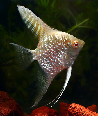 Premium Albino Pearlscale Angelfish