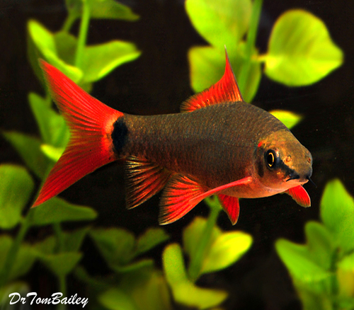 Premium Rainbow Shark
