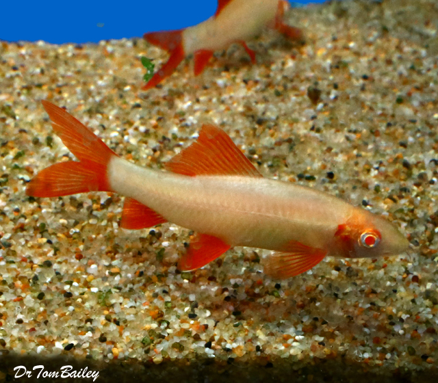 Premium Albino Rainbow Shark