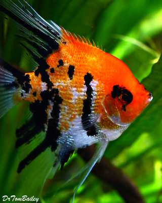 Premium WYSIWYG Pearlscale Koi Angelfish