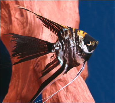 Premium Marbled Veiltail Angelfish