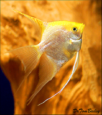 Premium Gold Pearlscale Angelfish