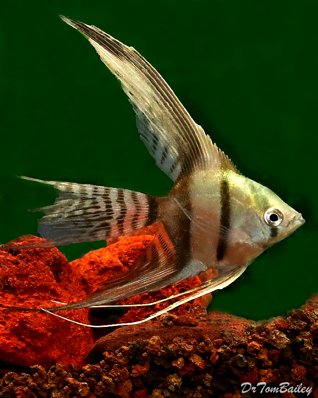Premium Half-Black Veiltail Angelfish