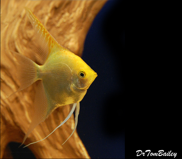 Premium Gold Angelfish