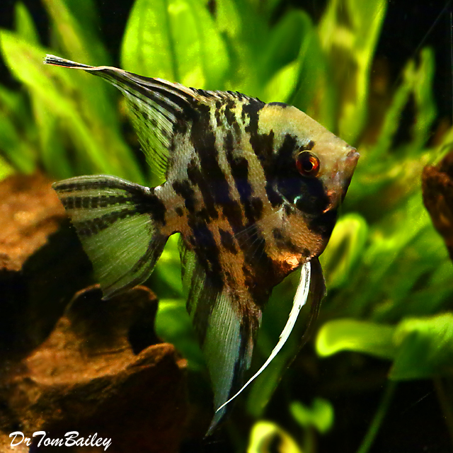 Premium Large Marbled Angelfish