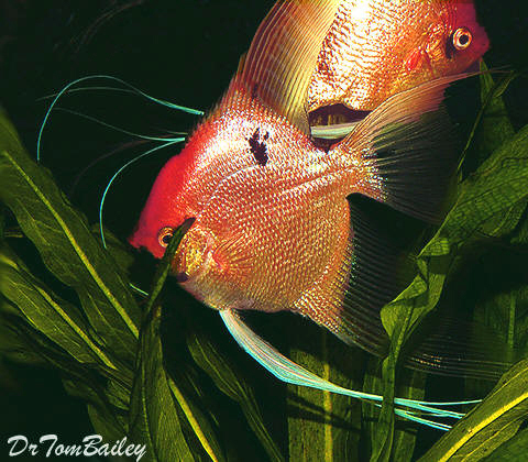 Premium Gold Marbled Angelfish