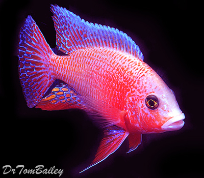 Premium Lake Malawi Sunburst Peacock Cichlid, WYSIWYG, in our Tank G-11