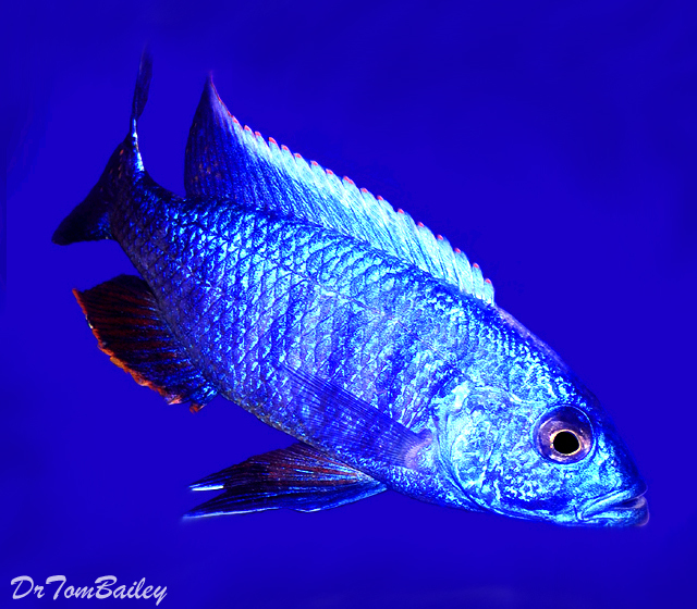 Premium MALE Lake Malawi Electric Blue Hap