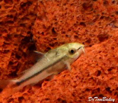 Premium Pygmy Cory Catfish, Nano Fish