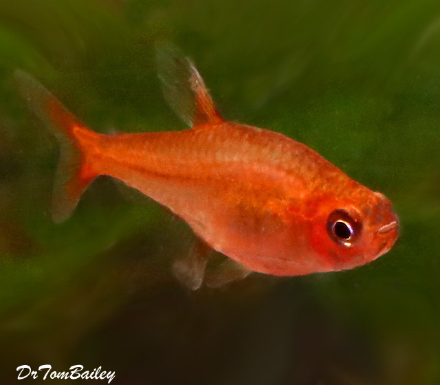 Premium Ember&#39;s Tetra, Nano Fish