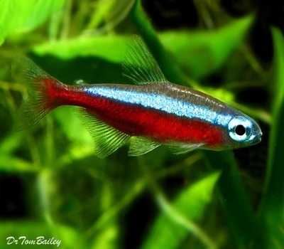 small tetra fish