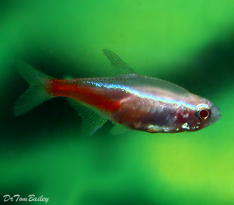 Premium Rare Gold Neon Tetra, Nano Fish