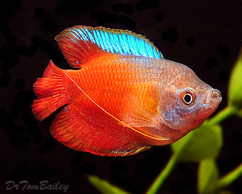 Premium Young MALE Fire Red Dwarf Gourami