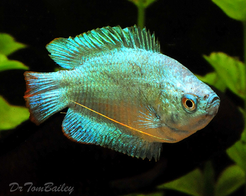 Premium MALE Young Cobalt Blue Dwarf Gourami
