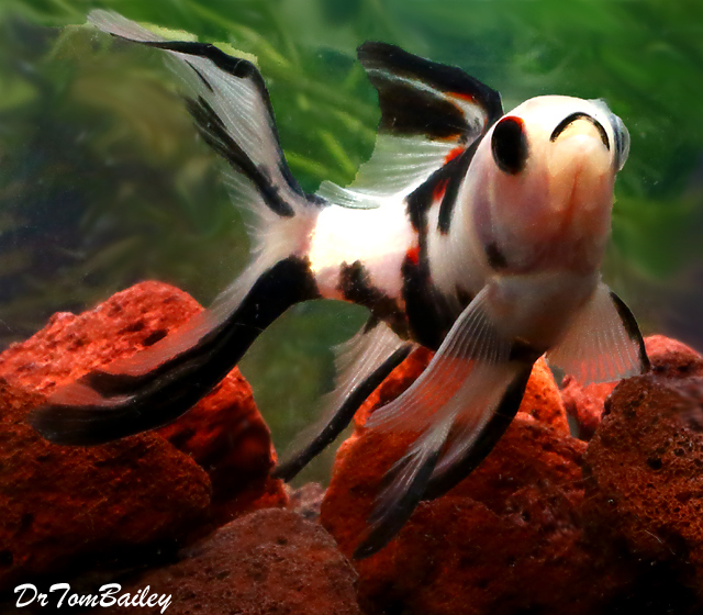 Premium New and Very Rare, Panda Shubunkin Pond Comet Goldfish