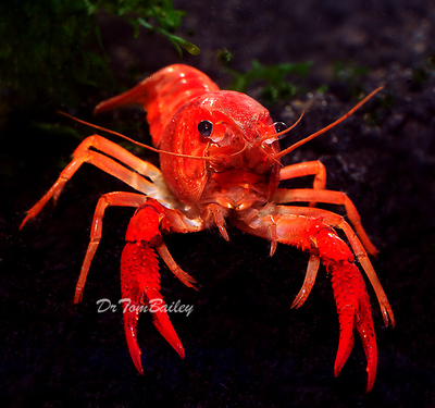 Premium Freshwater Red Crayfish