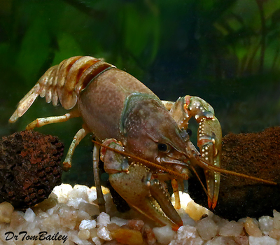Premium Freshwater Crayfish
