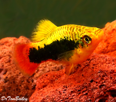 Premium Gold Tux Variatus Platy