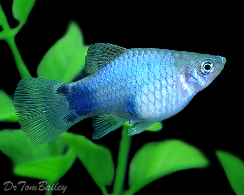 Premium Blue Mickey Mouse Platy