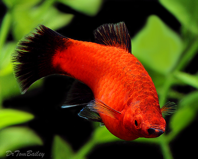 Premium Red Wag Platy