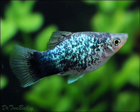 Premium Blue Spotted Platy, on SALE