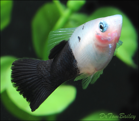 Premium Very Rare Half Black Platy