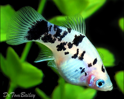 Premium New and Rare, Dalmatian Platy