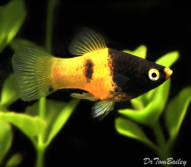 Premium Rare Honeybee Platy, on SALE