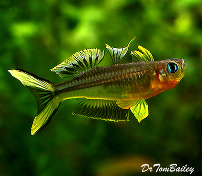 Premium Furcatus BlueEyes, Nano Fish