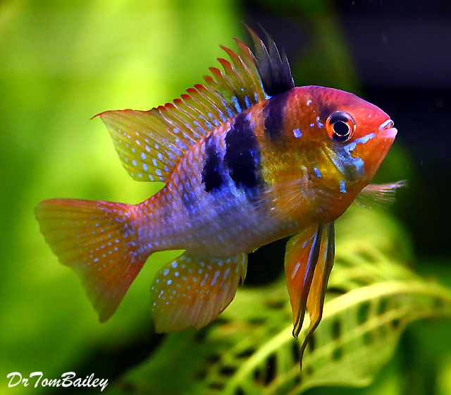 Premium WILD, Ram Dwarf Cichlid