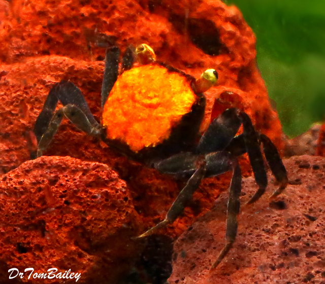 Premium Freshwater Red Devil Crab