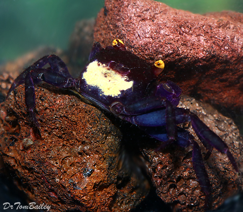 Premium WILD, Rare Blue Vampire Crab